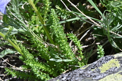 Polemonium confertum