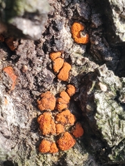 Amphilogia gyrosa