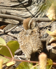 Campylorhynchus gularis