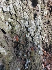 Amphilogia gyrosa