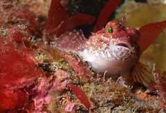 Artedius harringtoni