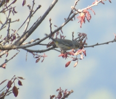 Leiothlypis virginiae