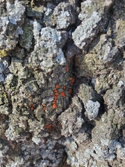 Amphilogia gyrosa