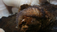 Aeolidia