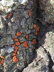 Amphilogia gyrosa