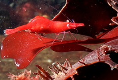 Heptacarpus franciscanus