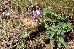 Astragalus lineatus