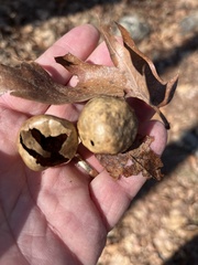 Amphibolips quercusinanis