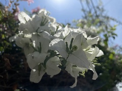 Bougainvillea glabra