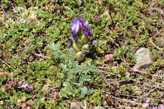 Astragalus lineatus