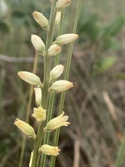 Aletris bracteata