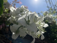 Bougainvillea glabra