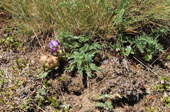 Astragalus lineatus