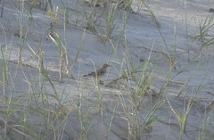 Geositta cunicularia