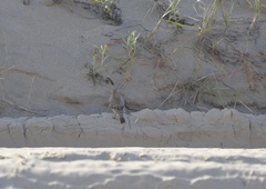 Geositta cunicularia