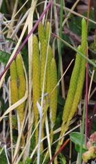 Austrolycopodium fastigiatum