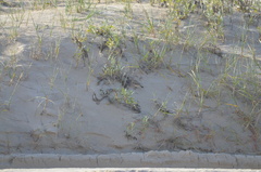 Geositta cunicularia