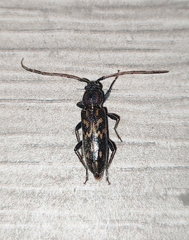 Achryson