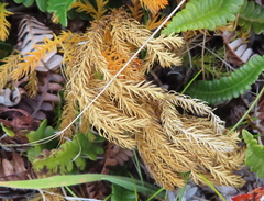 Austrolycopodium fastigiatum
