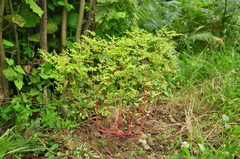 Euphorbia stricta