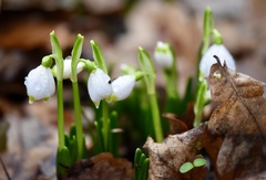 Leucojum vernum