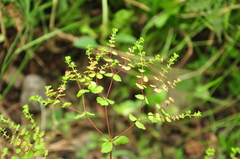 Euphorbia stricta