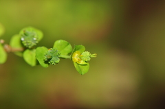 Euphorbia stricta