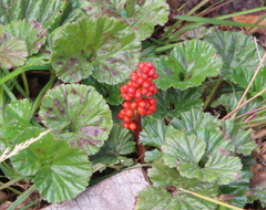 Gunnera magellanica