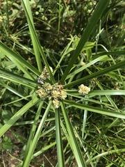 Cyperus luzulae
