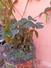 Oxalis latifolia