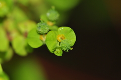 Euphorbia stricta