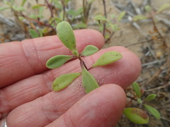 Silene crassifolia