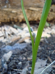 Scilla
