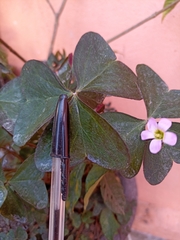 Oxalis latifolia