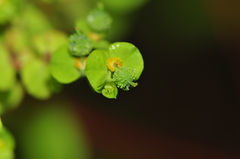 Euphorbia stricta