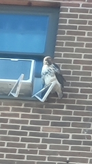 Buteo jamaicensis