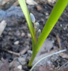 Scilla