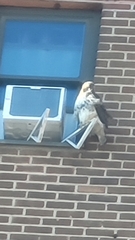 Buteo jamaicensis