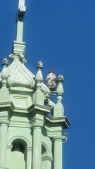 Buteo jamaicensis