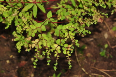 Euphorbia stricta
