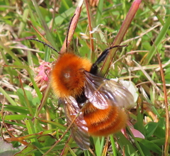 Bombus dahlbomii