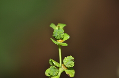 Euphorbia stricta