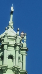 Buteo jamaicensis