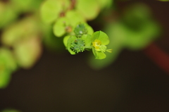 Euphorbia stricta