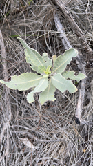 Eriodictyon crassifolium