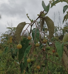 Solanum variabile