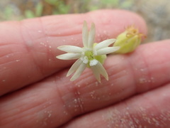 Silene crassifolia