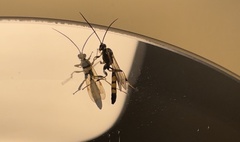 Ichneumon annulatorius