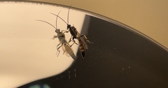 Ichneumon annulatorius