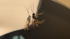 Ichneumon annulatorius